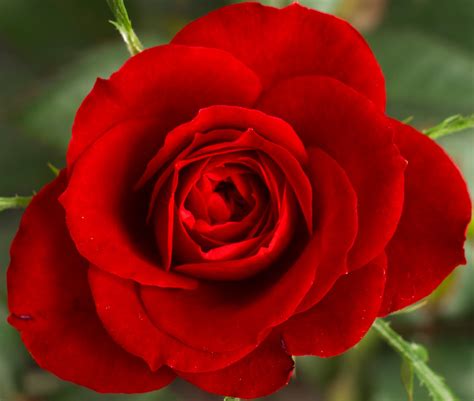 red rose pic free download